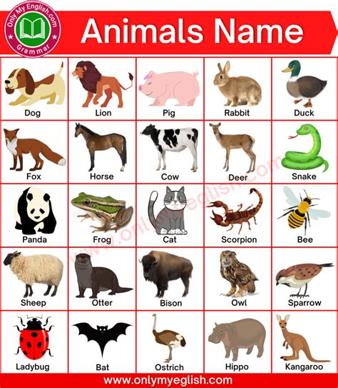 What are 80% of all animals species?